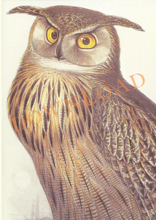 Digital Download: Big Brown Owl