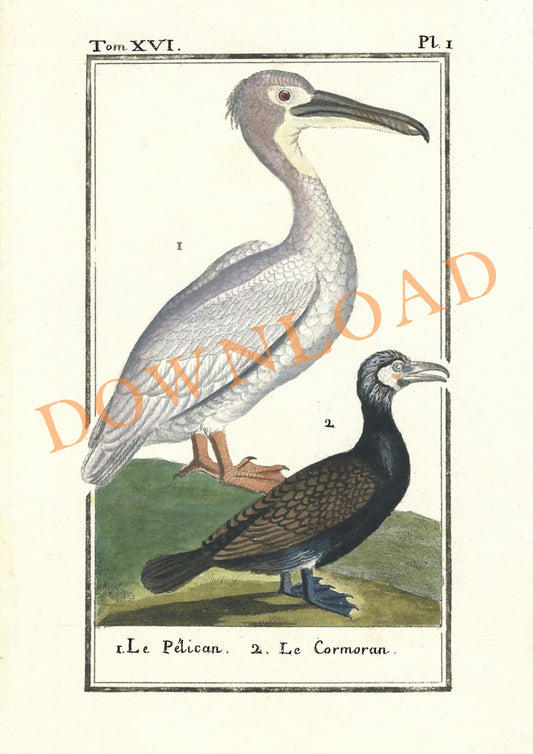 Digital Download: Pelican and Cormorant Bird Print