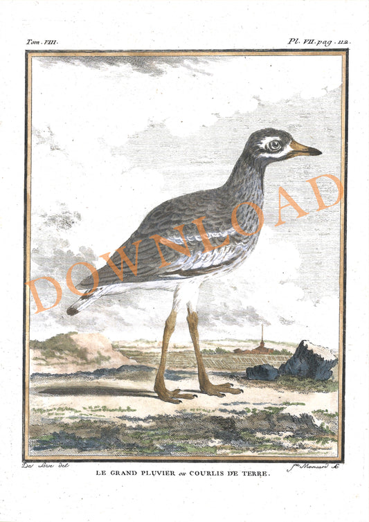 Digital Download: Le Grand Pluvier Bird Print