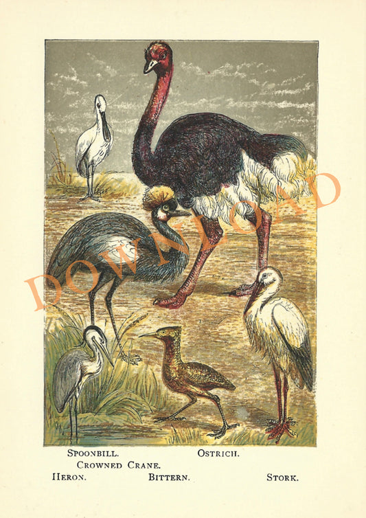 Digital Download: Ostrich and Others Bird Print