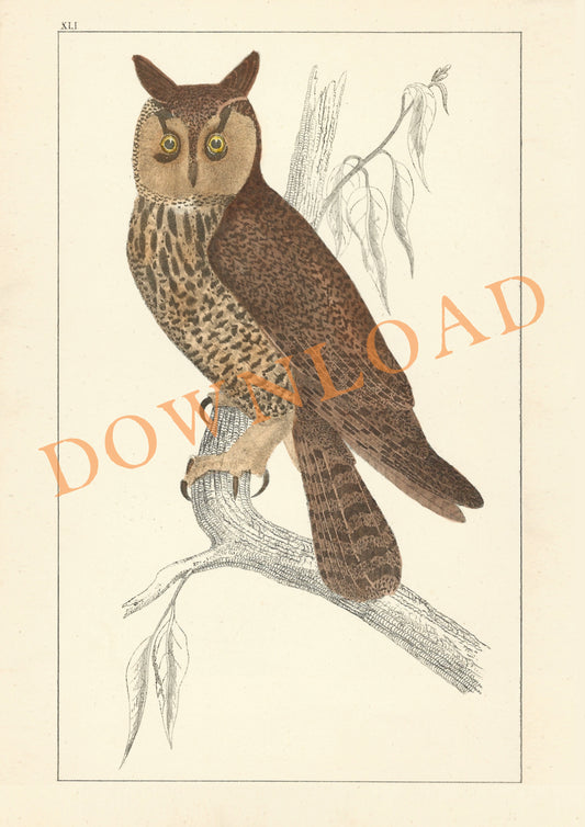 Digital Download: Long Eared Owl Bird Print