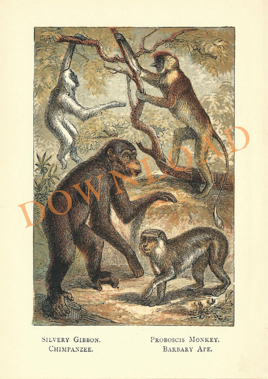 Digital Download: Silvery Gibbon, Chimpanzee, Monkey Print