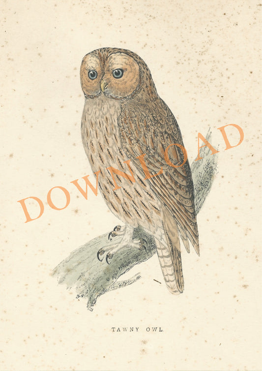 Digital Download: Tawny Owl Bird Print